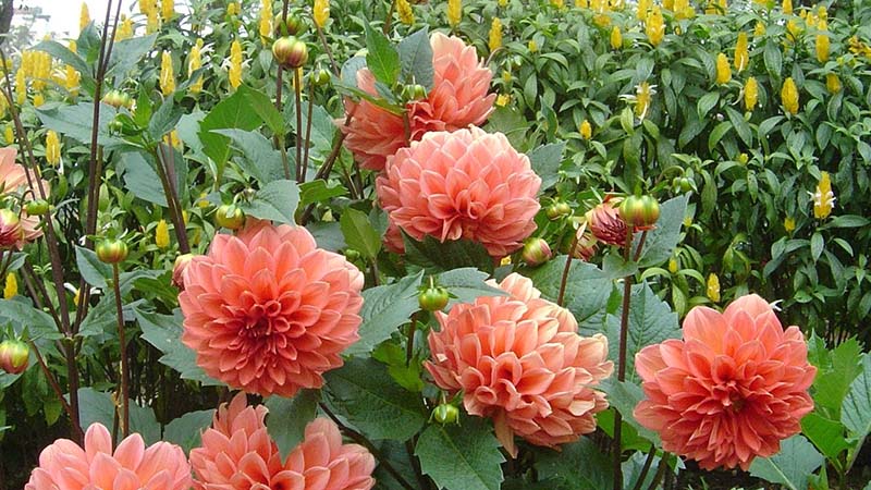 Detail Kebun Bunga Dahlia Nomer 3