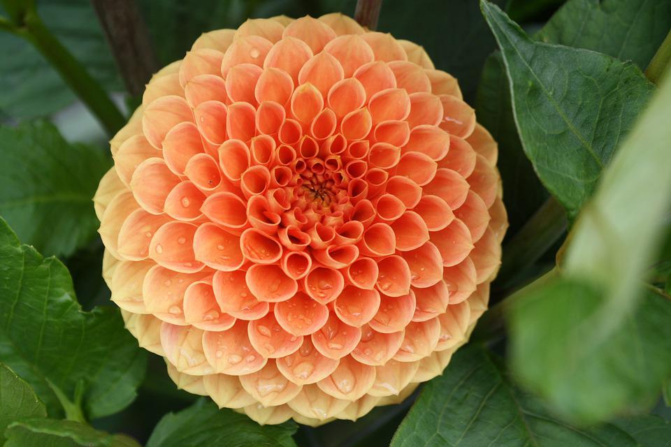 Detail Kebun Bunga Dahlia Nomer 40