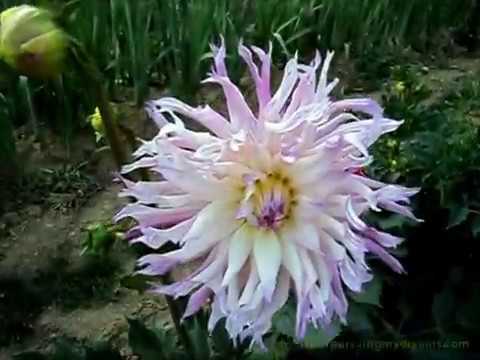 Detail Kebun Bunga Dahlia Nomer 43