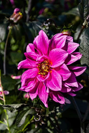 Detail Kebun Bunga Dahlia Nomer 44