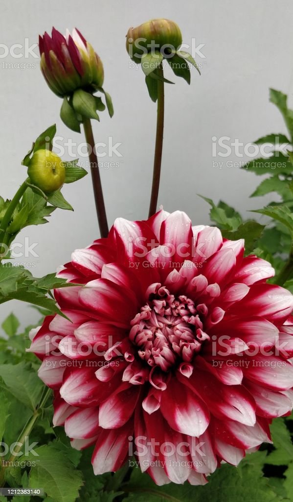 Detail Kebun Bunga Dahlia Nomer 54