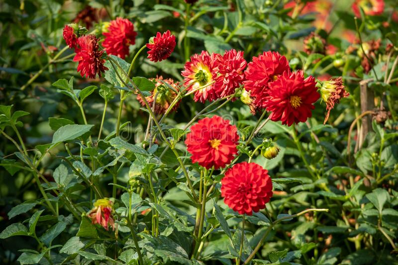 Detail Kebun Bunga Dahlia Nomer 56