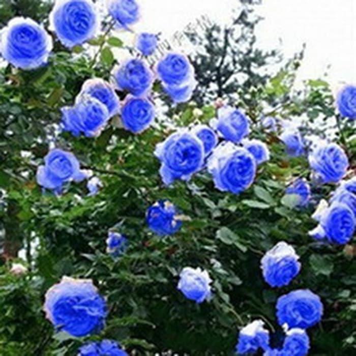 Detail Kebun Bunga Mawar Biru Nomer 2
