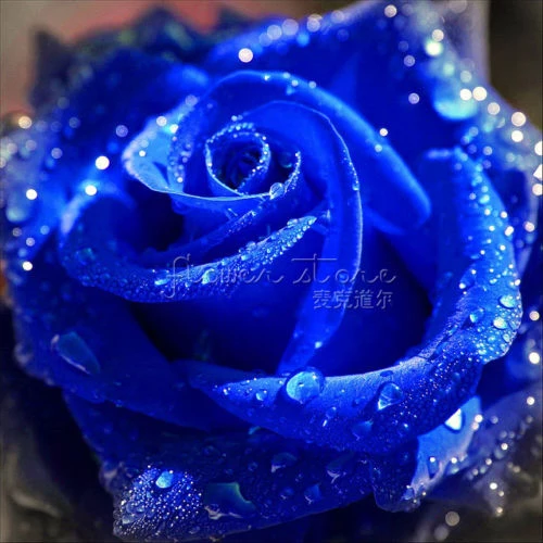 Detail Kebun Bunga Mawar Biru Nomer 15
