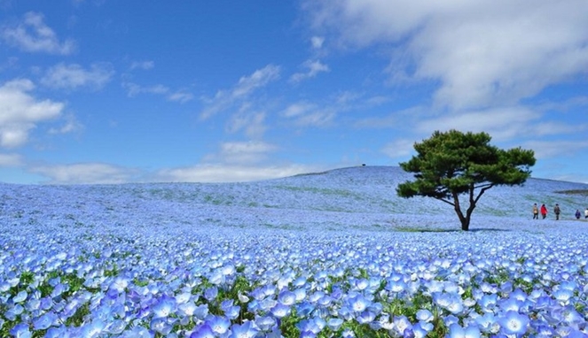 Detail Kebun Bunga Mawar Biru Nomer 3