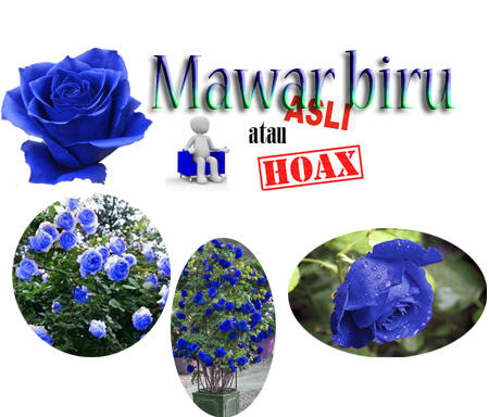 Detail Kebun Bunga Mawar Biru Nomer 6