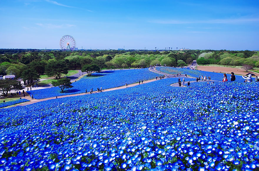 Detail Kebun Bunga Mawar Biru Nomer 9