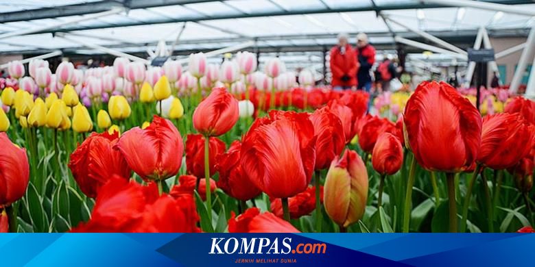 Detail Kebun Bunga Tulip Di Indonesia Nomer 41