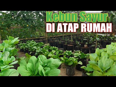 Detail Kebun Di Atas Atap Rumah Nomer 4