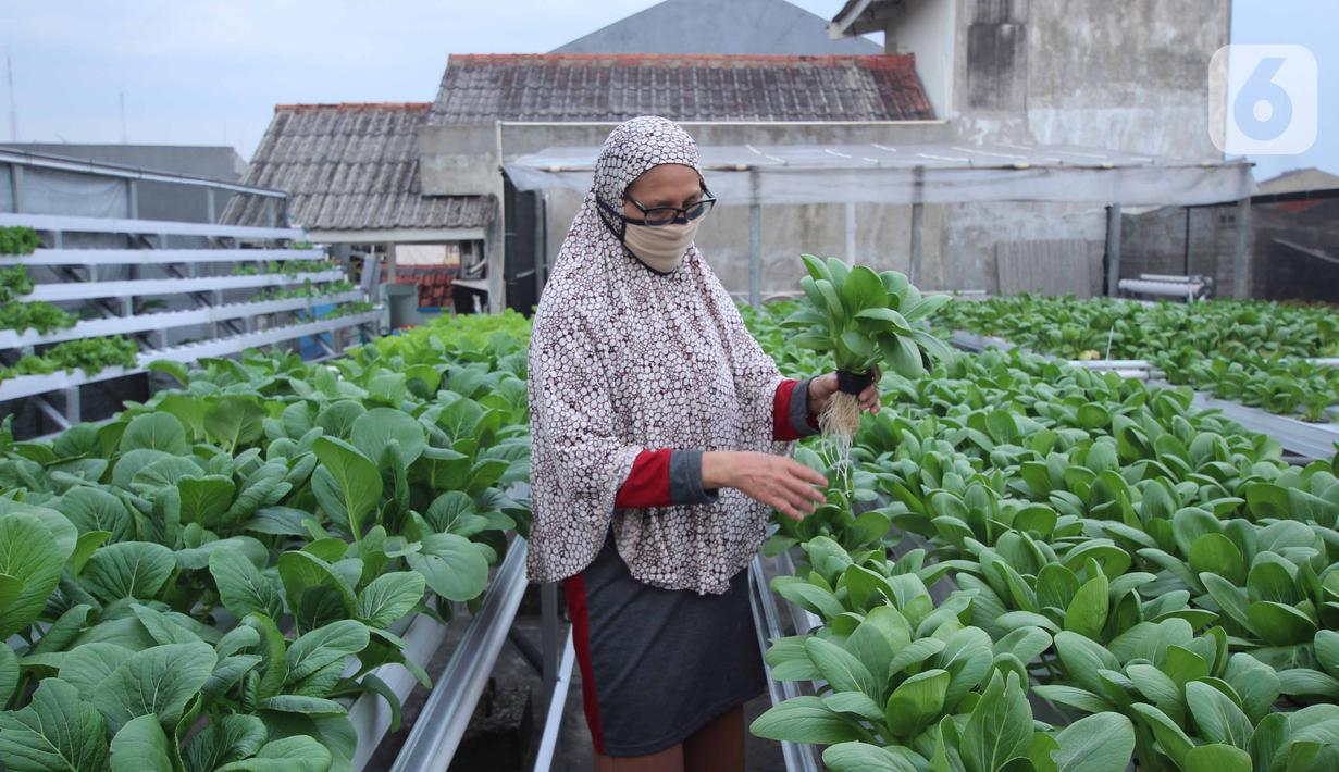 Detail Kebun Di Atas Atap Rumah Nomer 47