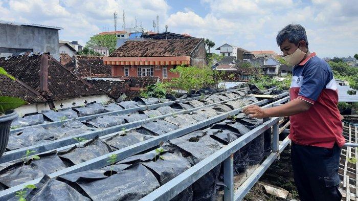 Detail Kebun Di Atas Atap Rumah Nomer 48