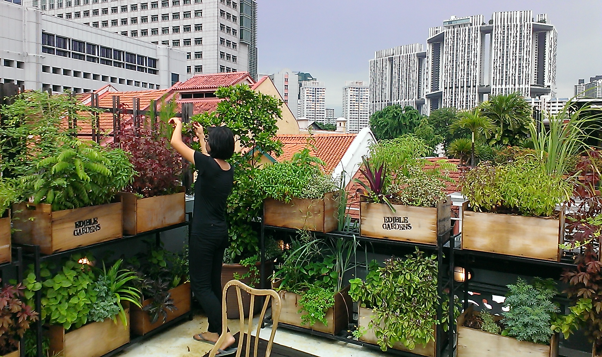 Detail Kebun Di Atas Atap Rumah Nomer 7