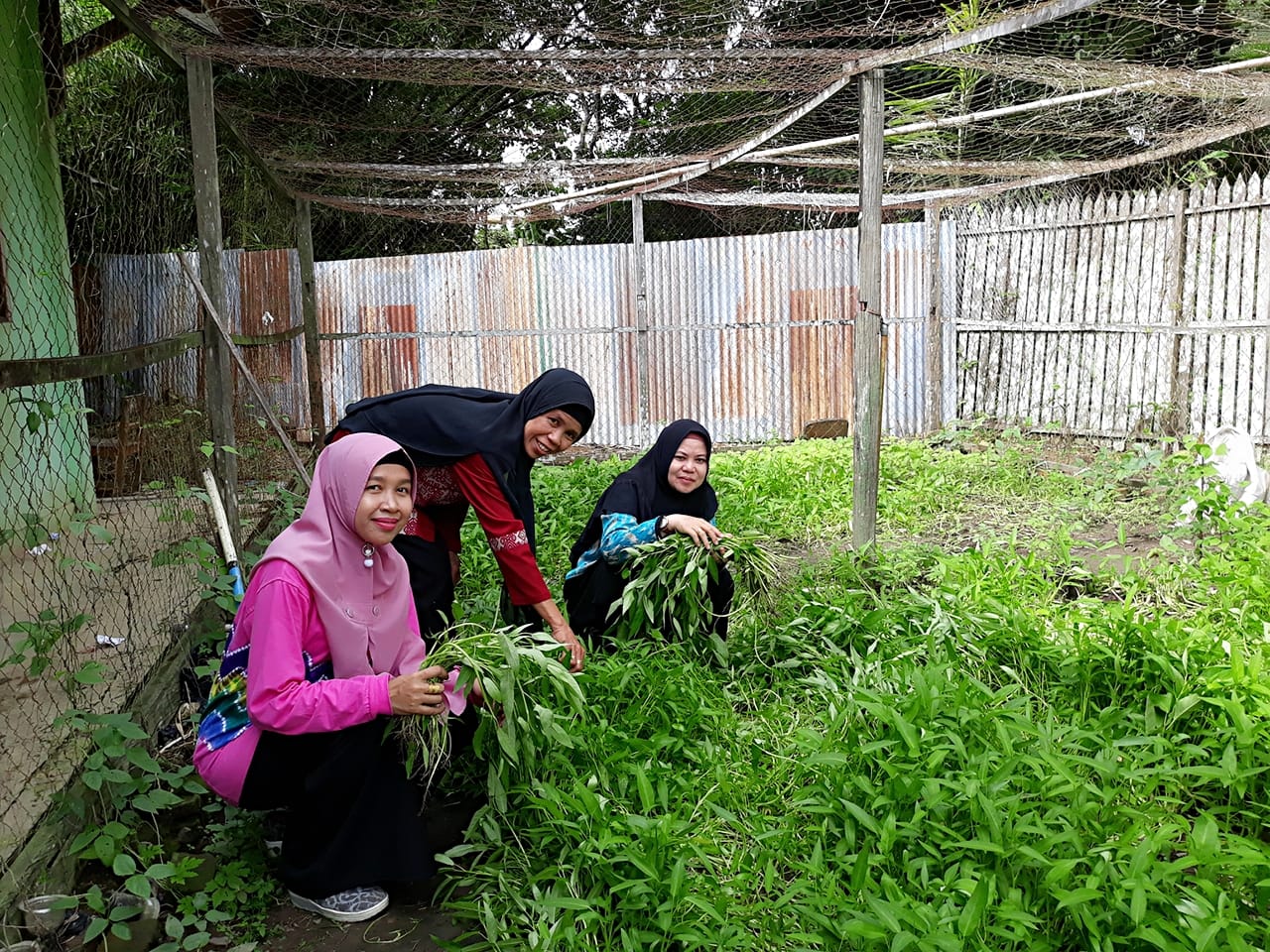 Detail Kebun Di Belakang Rumah Nomer 24