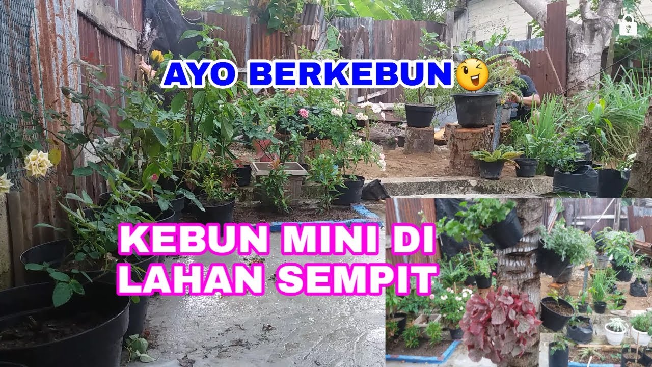 Detail Kebun Di Belakang Rumah Nomer 27