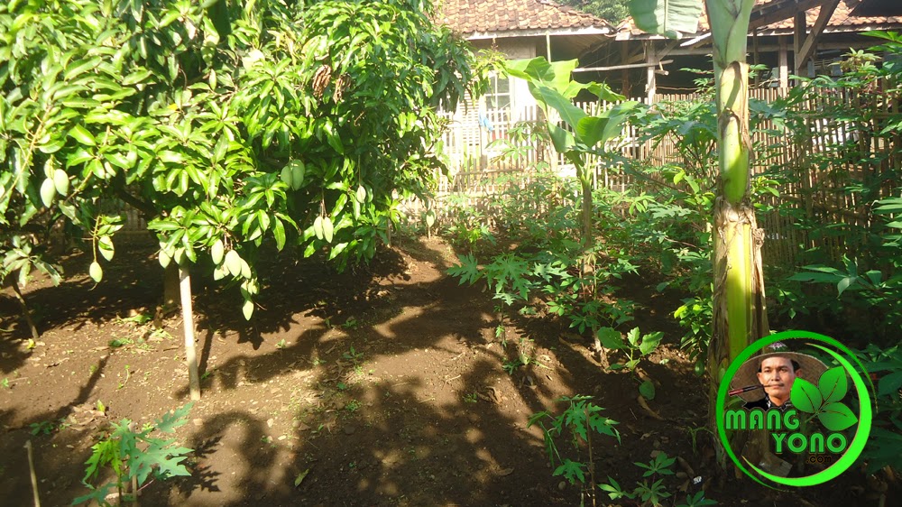 Detail Kebun Di Belakang Rumah Nomer 6