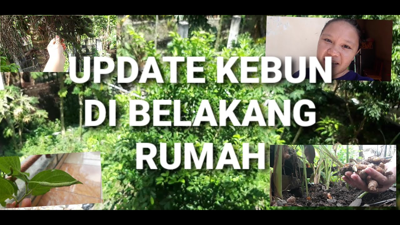 Detail Kebun Di Belakang Rumah Nomer 52