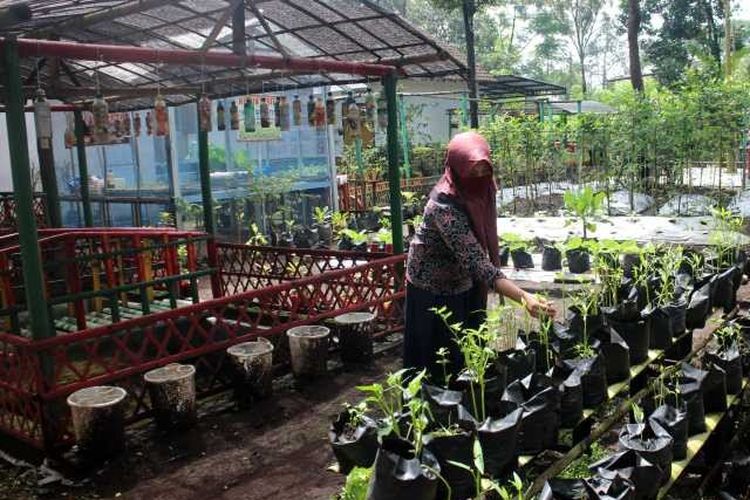 Detail Kebun Di Pekarangan Rumah Nomer 48