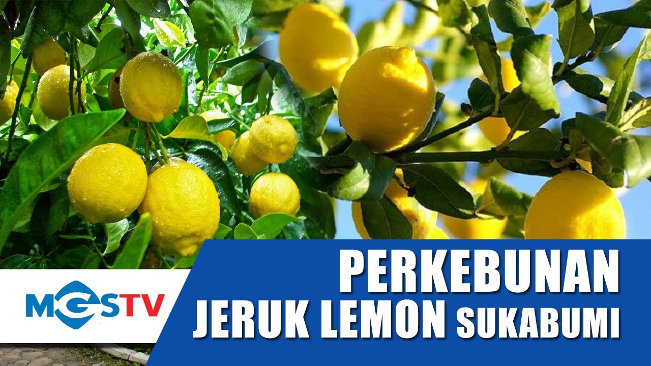 Detail Kebun Jeruk Lemon Nomer 13