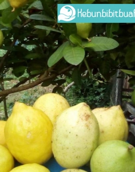 Detail Kebun Jeruk Lemon Nomer 16