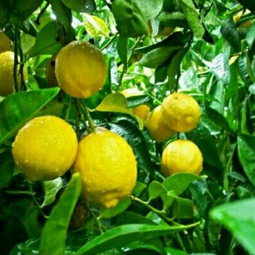 Detail Kebun Jeruk Lemon Nomer 24