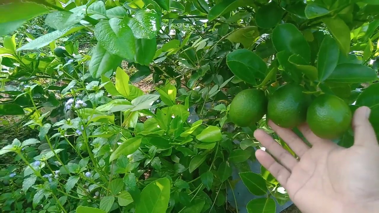 Detail Kebun Jeruk Lemon Nomer 27
