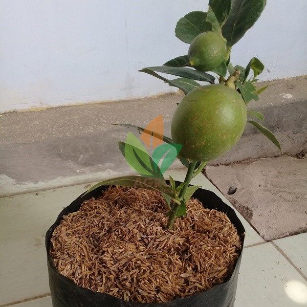 Download Kebun Jeruk Lemon Nomer 34