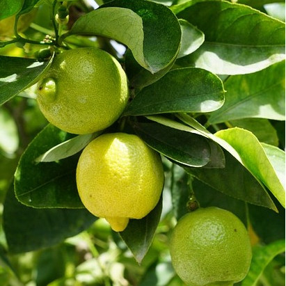 Detail Kebun Jeruk Lemon Nomer 50
