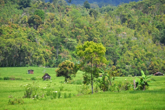 Detail Kebun Kayu Manis Nomer 34