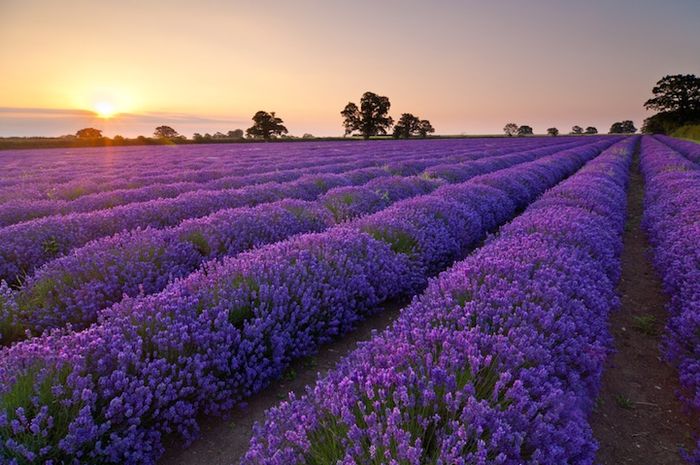 Kebun Lavender Di Indonesia - KibrisPDR