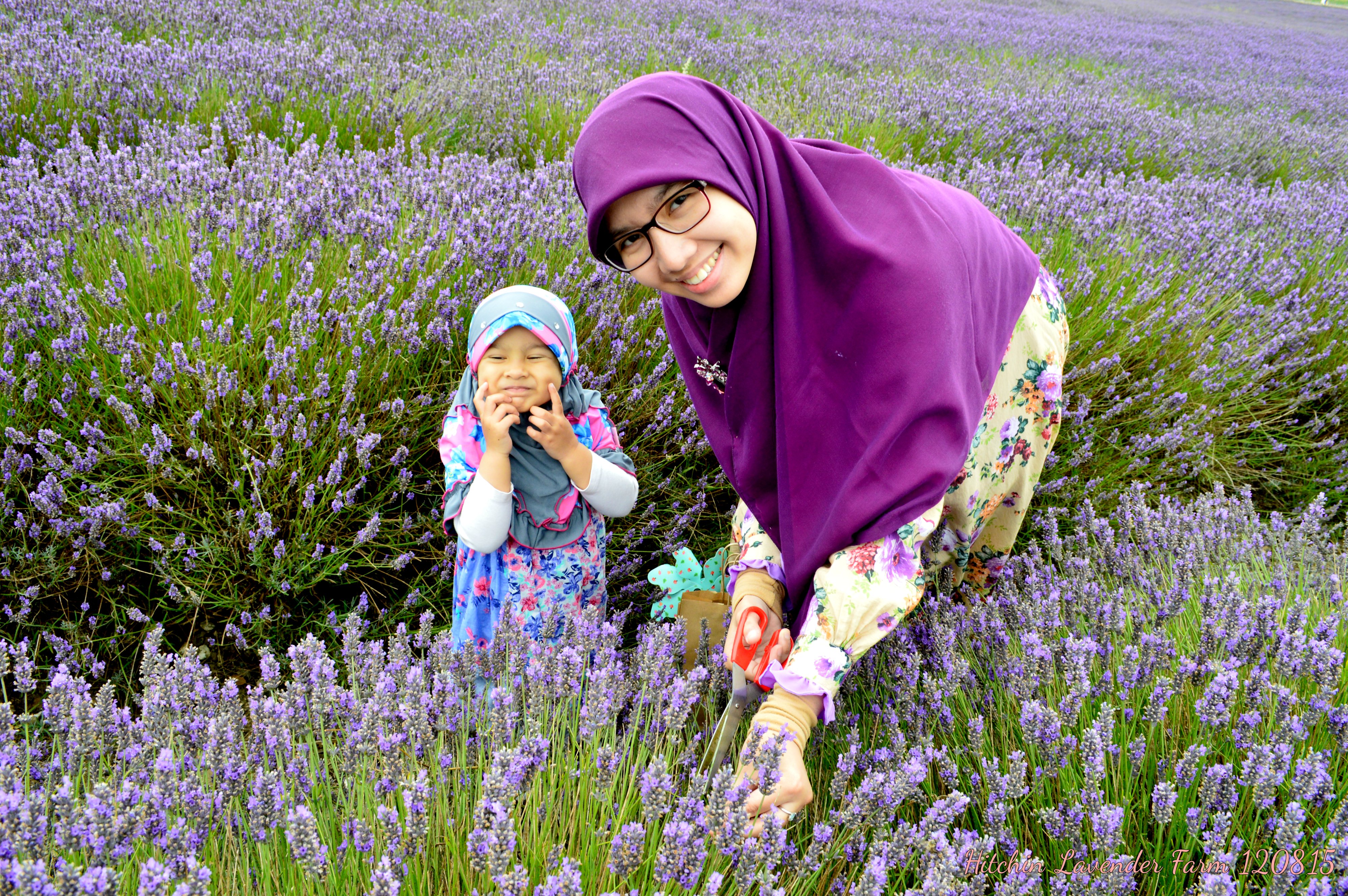 Detail Kebun Lavender Di Indonesia Nomer 13