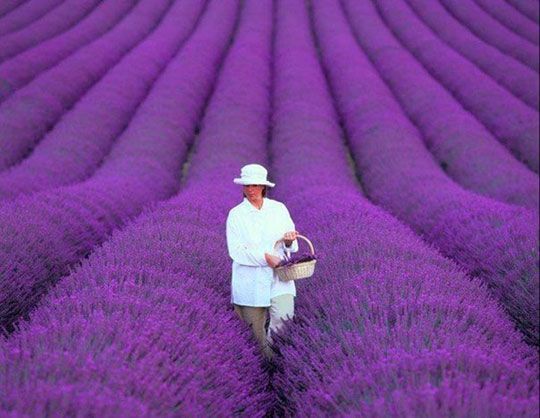 Detail Kebun Lavender Di Indonesia Nomer 14