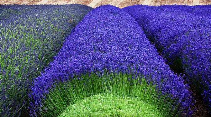 Detail Kebun Lavender Di Indonesia Nomer 17