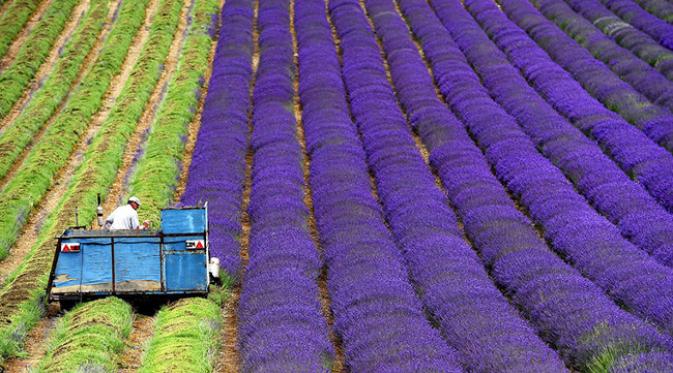 Detail Kebun Lavender Di Indonesia Nomer 19