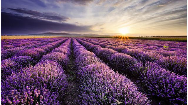 Detail Kebun Lavender Di Indonesia Nomer 24