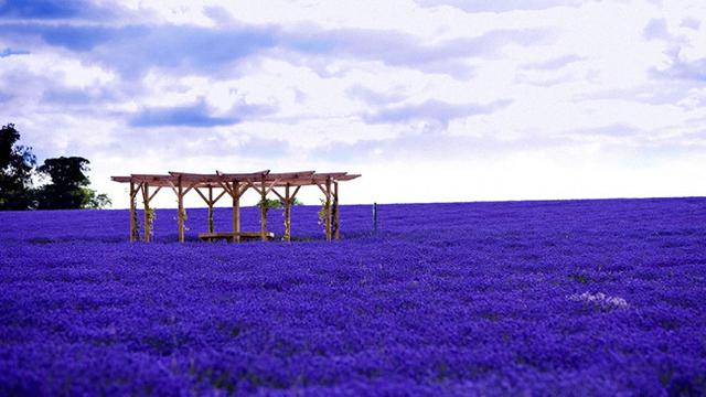 Detail Kebun Lavender Di Indonesia Nomer 26