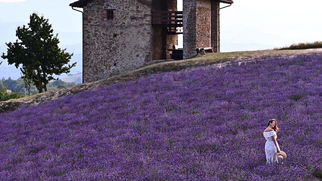 Detail Kebun Lavender Di Indonesia Nomer 37