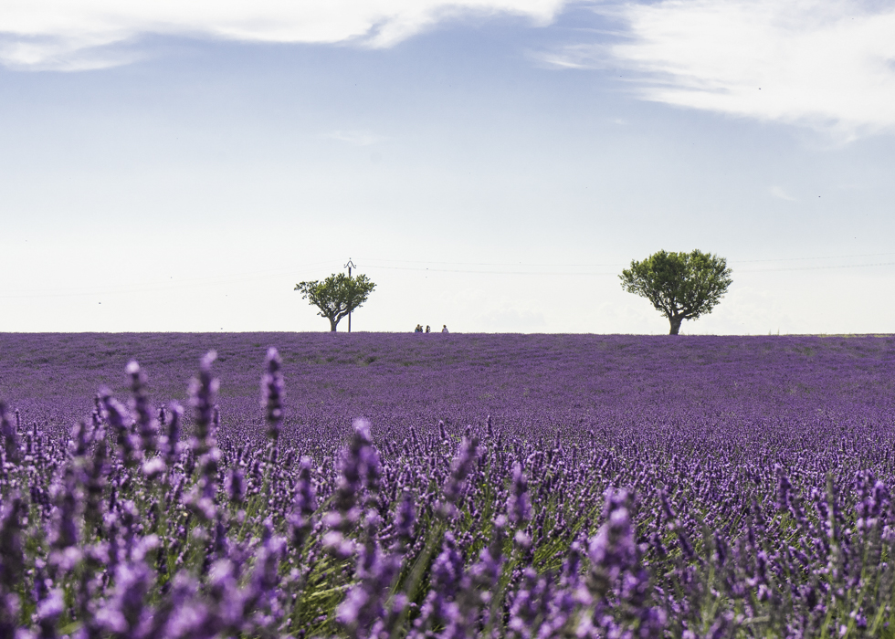 Detail Kebun Lavender Di Indonesia Nomer 41