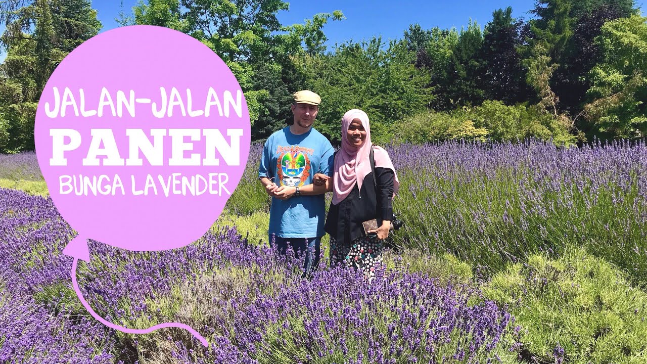 Detail Kebun Lavender Di Indonesia Nomer 45