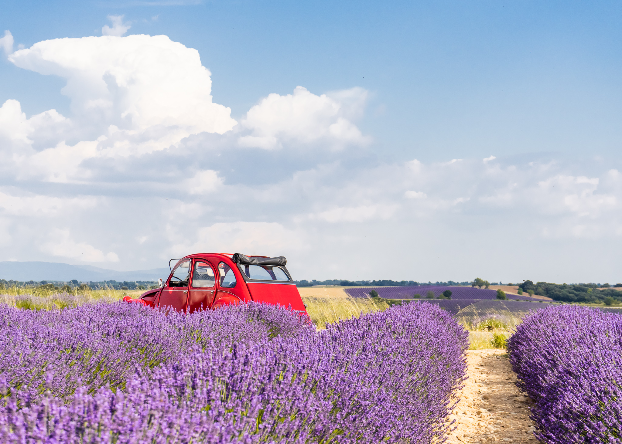 Detail Kebun Lavender Di Indonesia Nomer 49