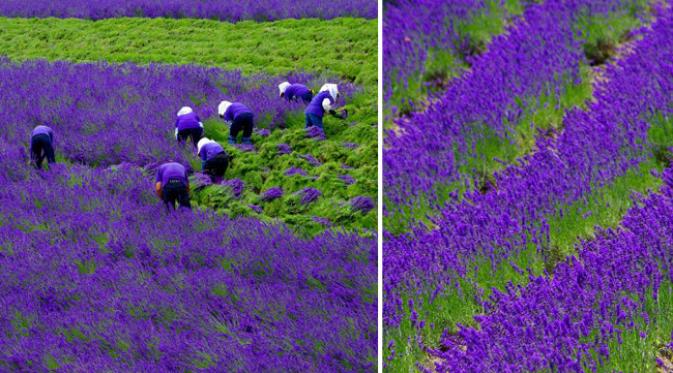 Detail Kebun Lavender Di Indonesia Nomer 50