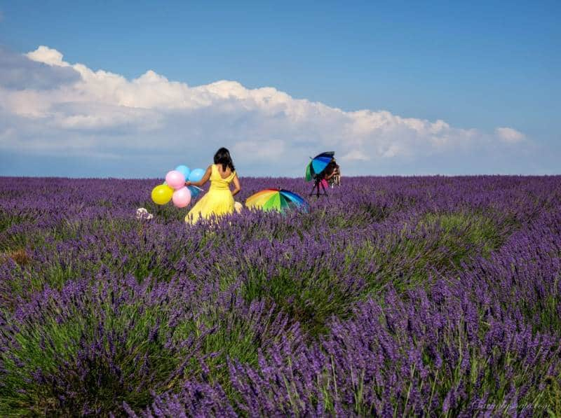 Detail Kebun Lavender Di Indonesia Nomer 54