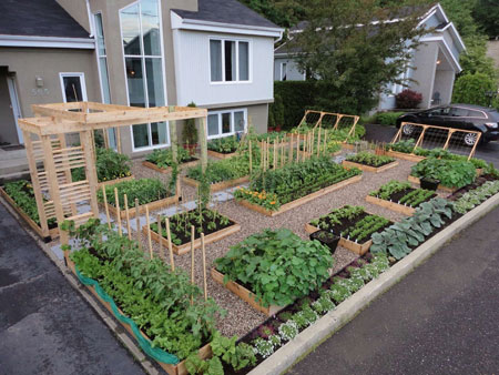 Kebun Sayur Belakang Rumah - KibrisPDR