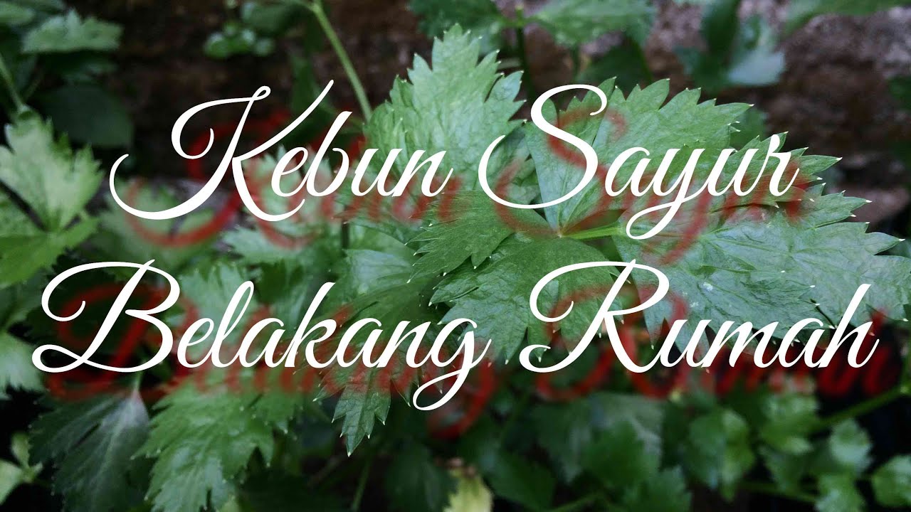 Detail Kebun Sayur Belakang Rumah Nomer 28