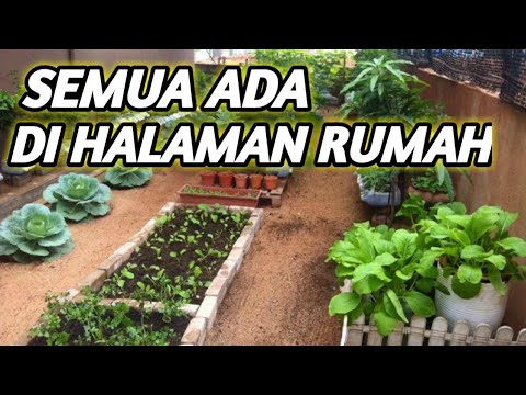 Detail Kebun Sayur Belakang Rumah Nomer 29