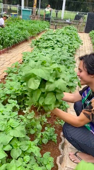 Detail Kebun Sayur Belakang Rumah Nomer 33