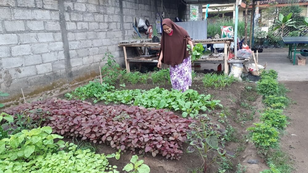 Detail Kebun Sayur Belakang Rumah Nomer 45