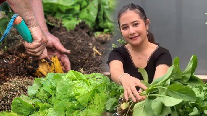 Detail Kebun Sayur Di Rumah Nomer 20