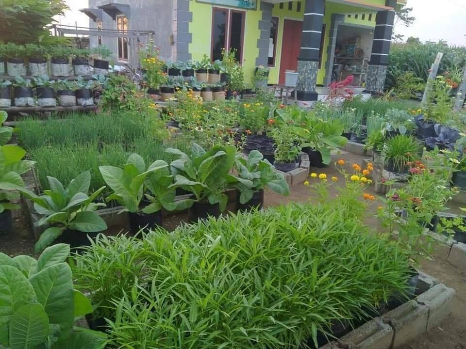 Detail Kebun Sayur Di Rumah Nomer 21