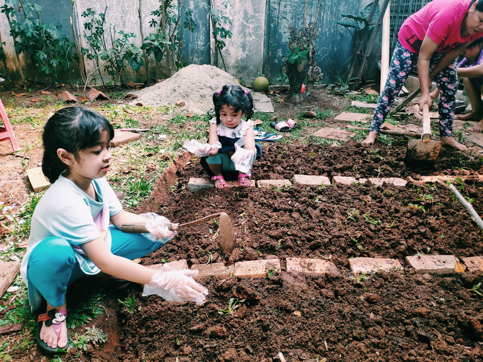 Detail Kebun Sayur Di Rumah Nomer 50