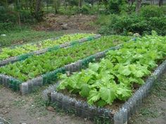 Detail Kebun Sayur Di Rumah Nomer 8